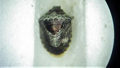 Réf. 280 310 : Stagonomus venustissimus